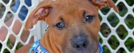Baldwin is available for adoption.