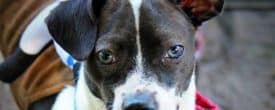 Benjamin is looking for his forever home…
