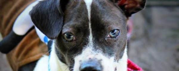 Benjamin is looking for his forever home…