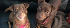 So desperately need a Forever loving home together this Sweet Bonded pair.