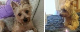 Courtesy Post – Toby needs a new home.