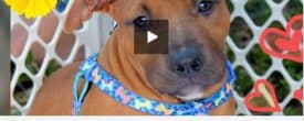 LOVING HOMES NEEDED