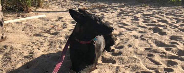 Thank you to our Pam for taking our Beautiful Mommy Godiva to the Ocean this morning.