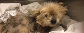 PLEASE HELP US KEEP OUR PROMISE TO SAM.