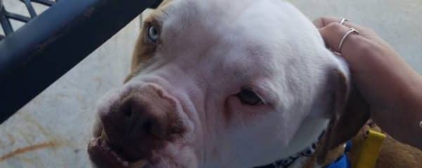 Albert still needs his forever home…