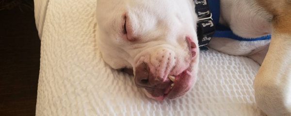 Albert Update.