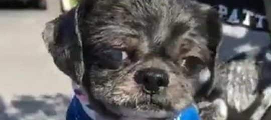 Will you Help us Save this little Life?
