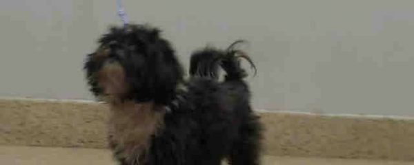 URGENT! Has ocular disease Urgent at the Miami-Dade Animal Services kill shelter.