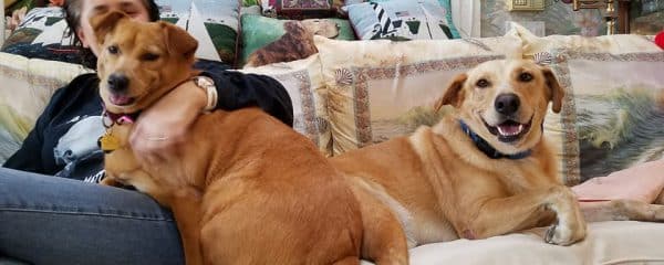 ADOPTED!! Oliver and Ginger also known as Captain and Tennille