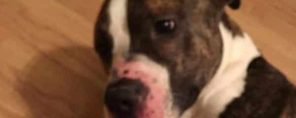 URGENT COURTESY POST FOUND DOG