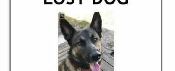 This is a Courtesy Post to Help find Junior