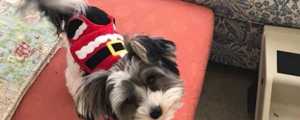 Look at this little Santa.