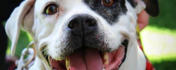 Our Helen has found her Forever Family!!!!