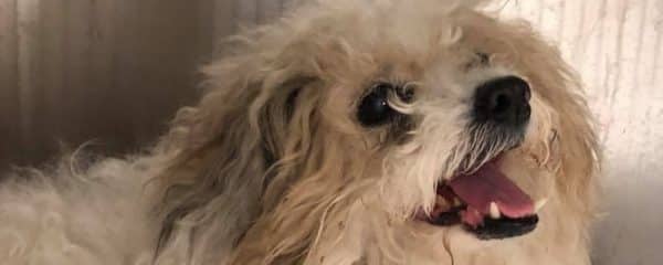 Lolly aka Holly saved from the Miami-Dade Animal Services kill shelter yesterday.