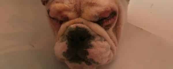 Thank you for your love and your prayers for our sweet Luna.