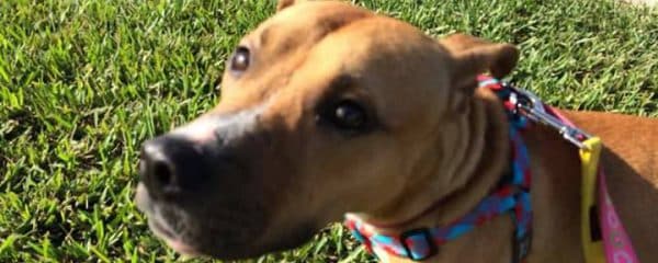 Merci still waiting for her forever home…