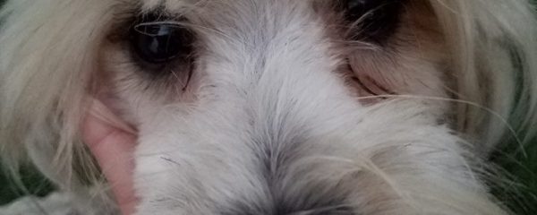 Rudy After a very long grooming to remove his horrible past. I