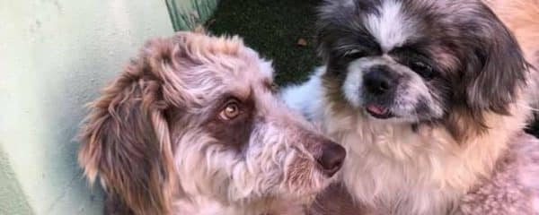 Bandit and Betty Boop update