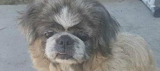 Betty Boop – approximately 5 yrs of age