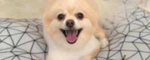 Check out Butterscotch!!