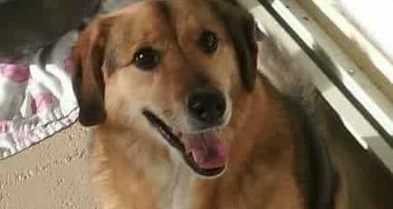 LOST DOG!!!!