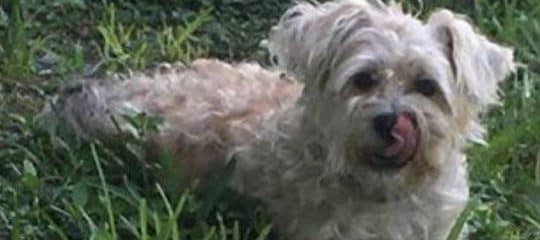 COURTESY POST TO HELP FIND BUTLER
