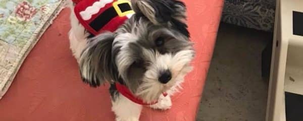 Mickey (fka Cutie) had the best first Christmas in a loving home!!