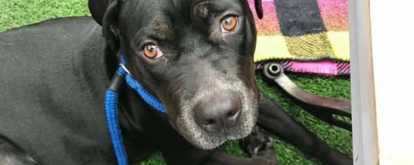 Mommy Ella is ready for her forever home…