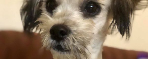 Gidget and Erin are on their way to the animal hospital.