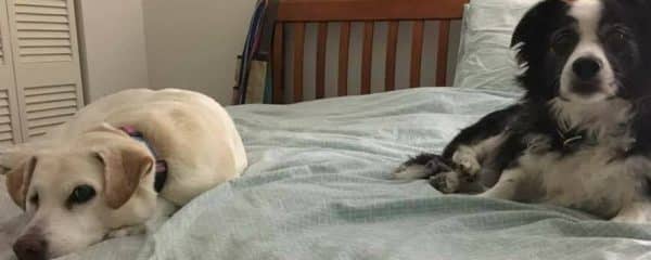 Gigi (left) is all tucked in ready for bed with her fur sibling.