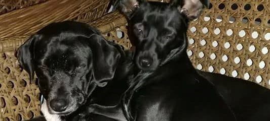 These 2 black beauties are best of friends.