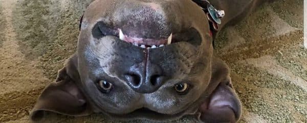 Our boy Jax (fka Jacoby) is beyond stunning!!