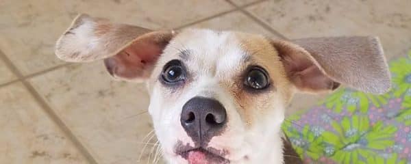Our little Jazz is ADOPTED