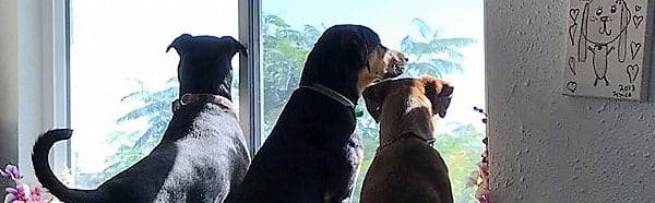 Kenzie (fka Shadow), Apple (fka Rose) and Teagan (fka Reba) all lined up