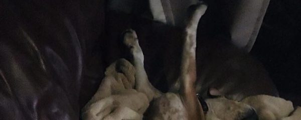 Sunni (fka Kimba) is all sprawled out without a care in the world.