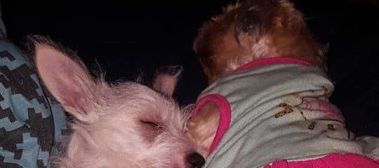 Honestly if this doesn’t confirm the Amazing Rescue work we do,