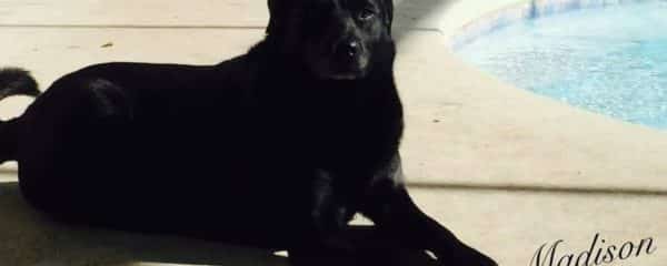 We want to wish our girl Madison (fka Velvet) a very happy 5 birthday!!