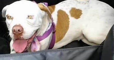 3 years ago today this crazy, goofy girl went home.