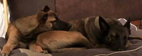 Mommy Koda (fka Diamond) and her son Thor (fka Doogie) are doing awesome!!