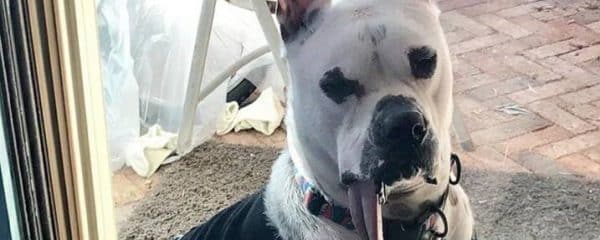 The face of rescue, Murphy.