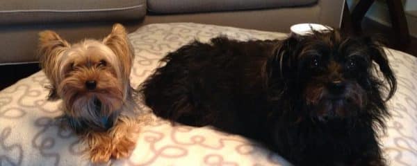 What a wonderful world it truly would be if people had hearts like dogs.