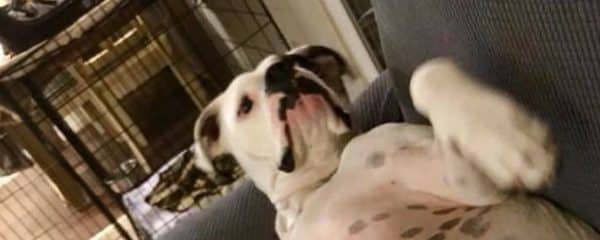 Mommy Molly and Daddy Hector had some silly babies!