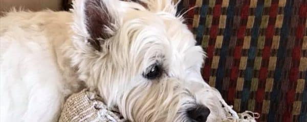 Happy 10th birthday to Polly.