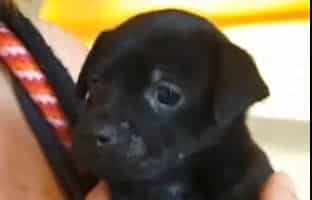 Welcome Ronan