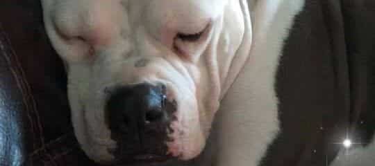 Sweet dream Rosie.