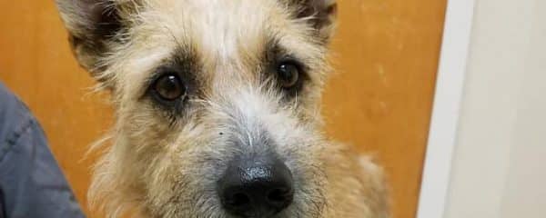 Salene is a sweet terrier looking for a forever home.
