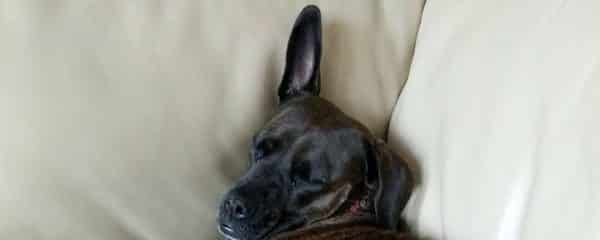 Sheila is way too comfy.