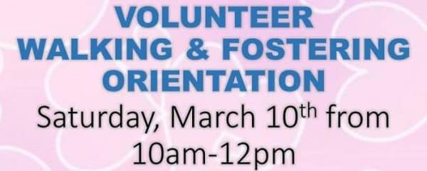 New Volunteer Walking & Fostering Orientation