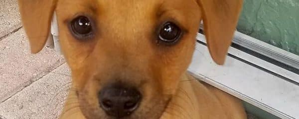 Happy Adoption Day Winston now Archer