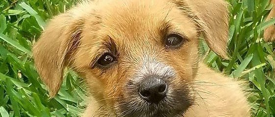 Look how amazing these puppies are doing in our amazing Foster Christine and Bob.